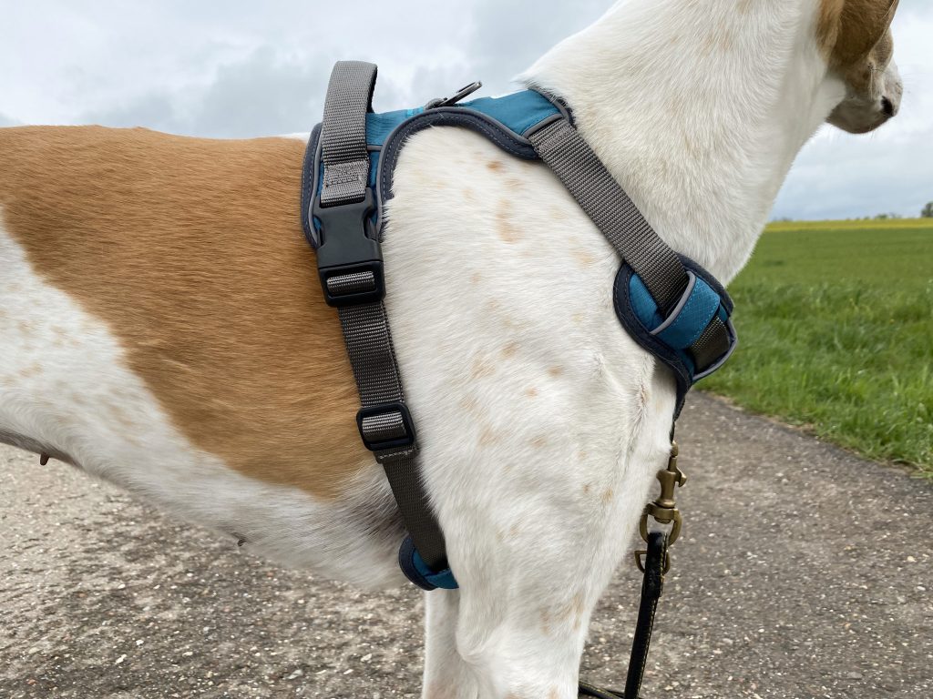 Embark No-Pull Hundegeschirr am Hund Detail Seite