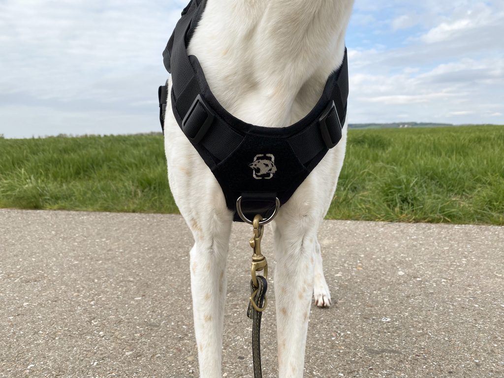 OneTigris No-Pull Hundegeschirr am Hund Detail Vorderseite