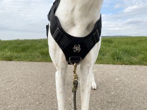 OneTigris No-Pull Hundegeschirr am Hund Detail Vorderseite