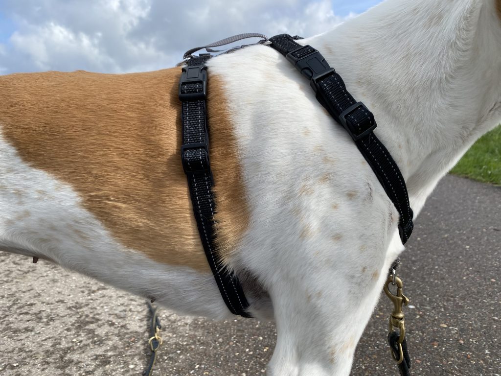 PetSafe 3-in-1 Hundegeschirr am Hund Detail Seite
