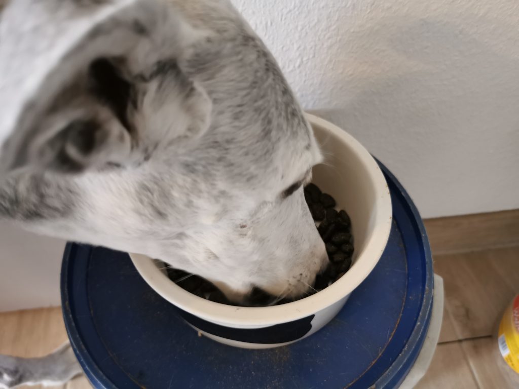 Belcando Mastercraft Fresh Salmon Hundetrockenfutter Hund frisst