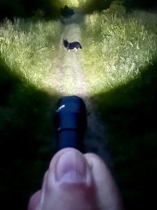 Anker Bolder LC40 Taschenlampe im Test