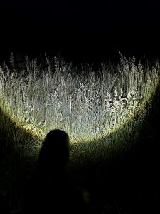 Ledlenser P7R LED Taschenlampe im Test