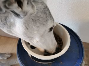 Irish Pure Adult Hundetrockenfutter Hund frisst