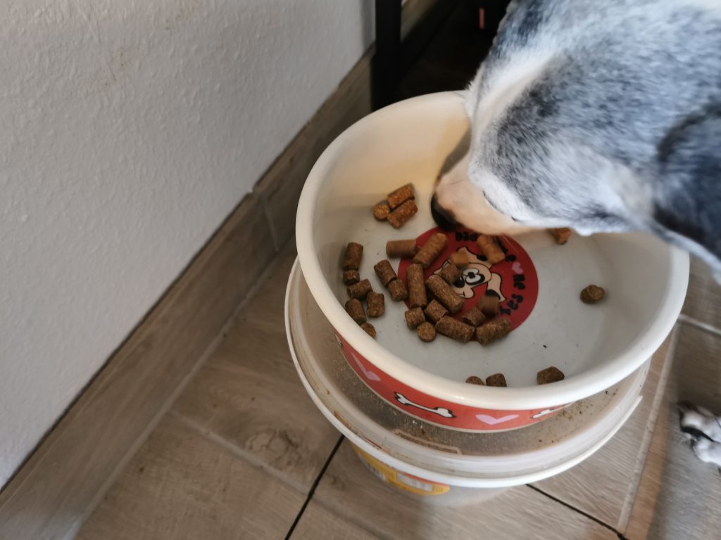 Lukullus Veggie Hundetrockenfutter Hund frisst aus Napf