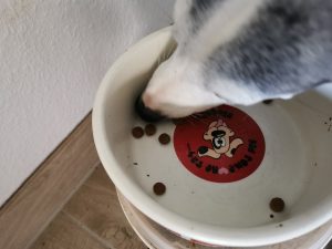 Pedigree Vital Protection Junior Hundetrockenfutter Hund frisst