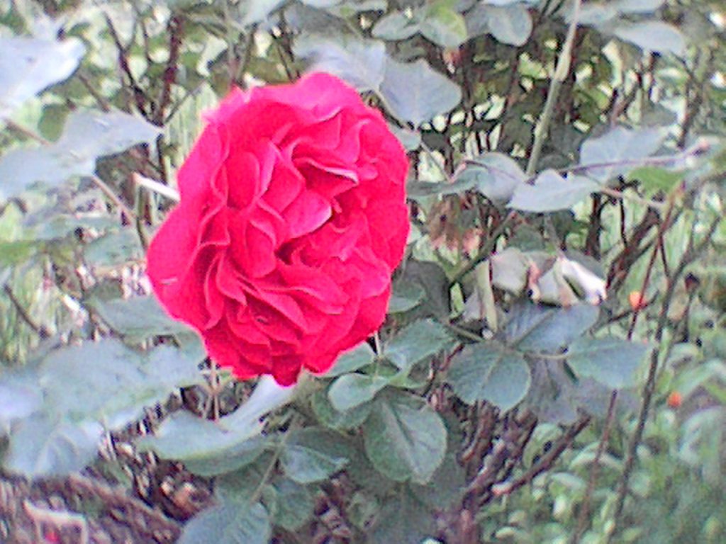 Easyfone Prime-A7 Seniorenhandy Foto aus Kamera