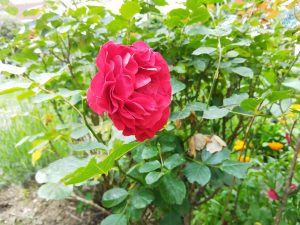 Doro 8100 4G Seniorenhandy Foto aus Hauptkamera