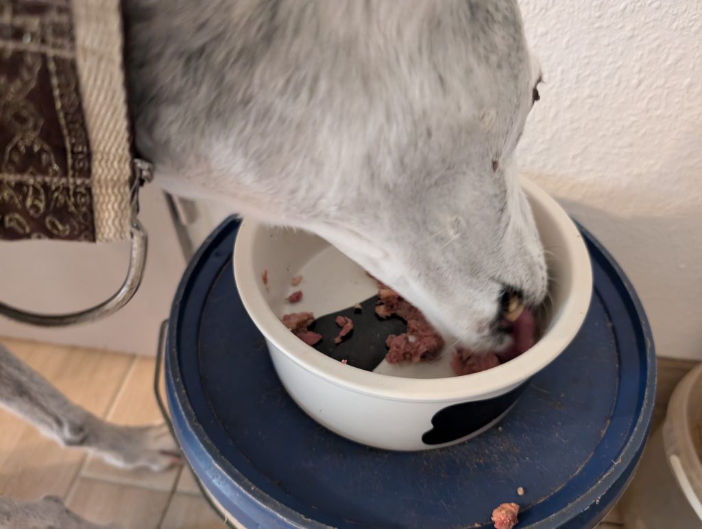AniForte nass LandChicken Hundefutter Hund frisst