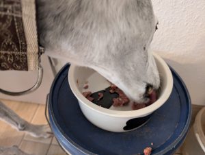 AniForte nass LandChicken Hundefutter Hund frisst