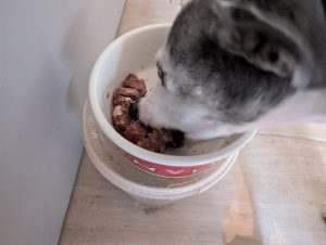 Belcando Frischebeutel Rind mit Spätzle & Zucchini Hund frisst