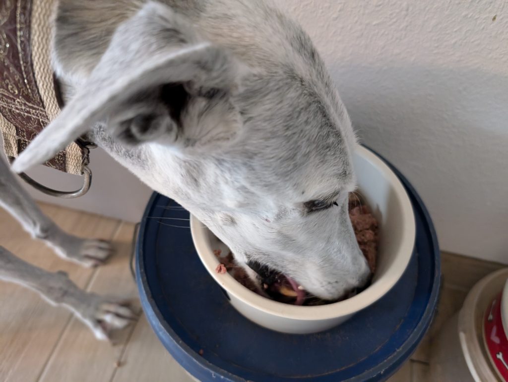 GranataPet Lieblings Mahlzeit Hundefutter Hund frisst
