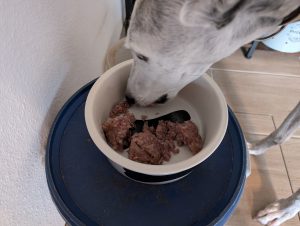 MjamMjam Premium Nassfutter Hundefutter Hund frisst