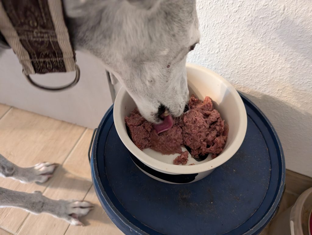 Wellness Core Hundefutter Hund frisst