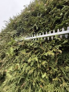 Litheli U20 U20HT00-OU110 Akku-Heckenschere beim Hecke schneiden 5