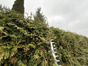 Litheli U20 U20HT00-OU110 Akku-Heckenschere beim Hecke schneiden 8
