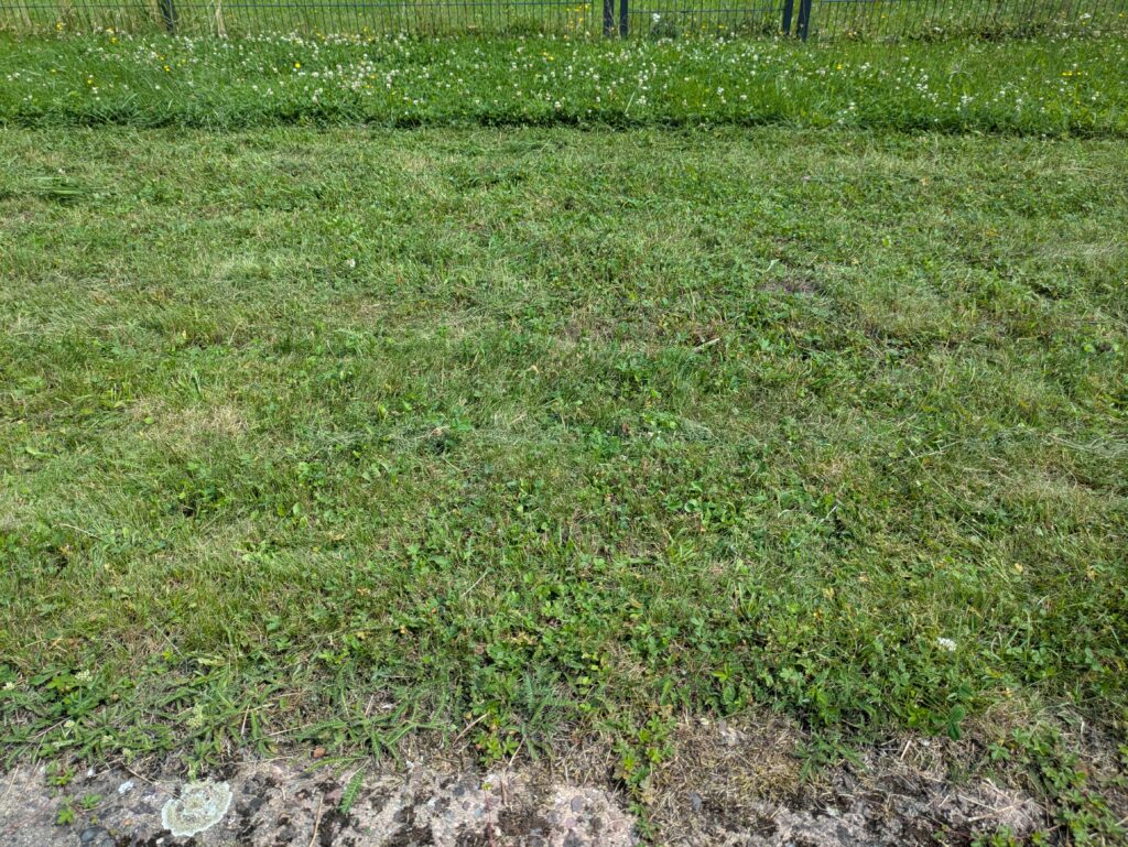 Grasbild des Bosch EasyMower 18V-32-200 Akku-Rasenmähers