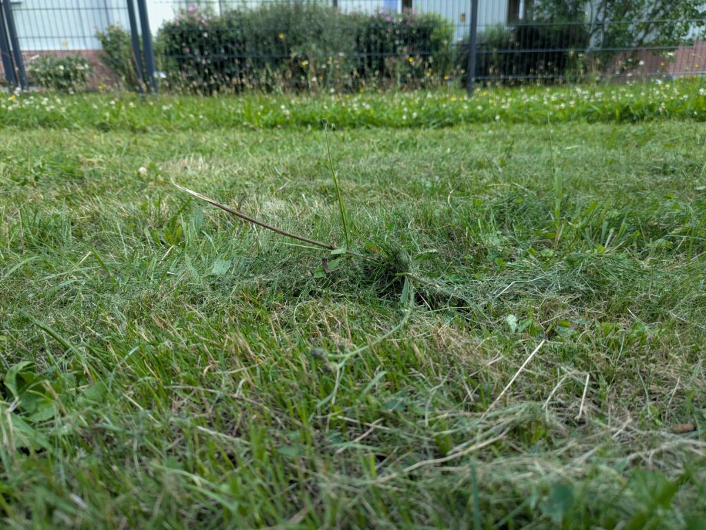 Grasbild des Bosch EasyMower 18V-32-200 Akku-Rasenmähers (2)