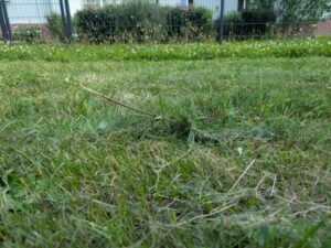 Grasbild des Bosch EasyMower 18V-32-200 Akku-Rasenmähers (2)