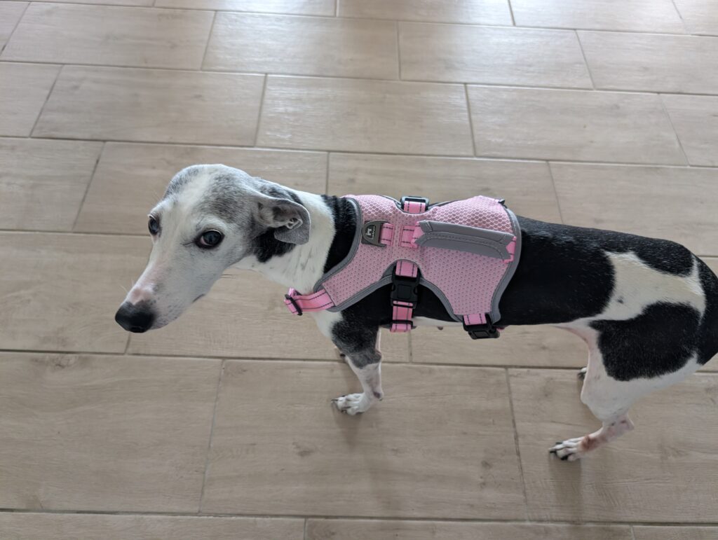 BELPRO Mehrzweck-Hundegeschirr am Hund 1