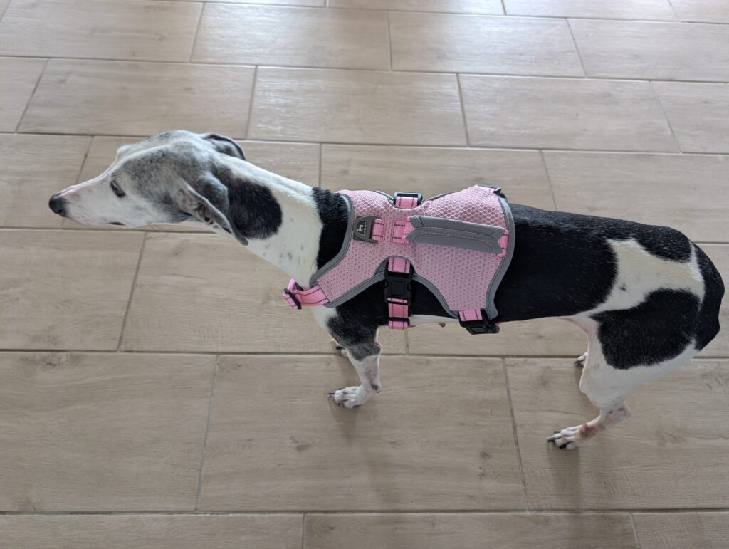 BELPRO Mehrzweck-Hundegeschirr am Hund 2