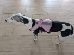BELPRO Mehrzweck-Hundegeschirr am Hund 2