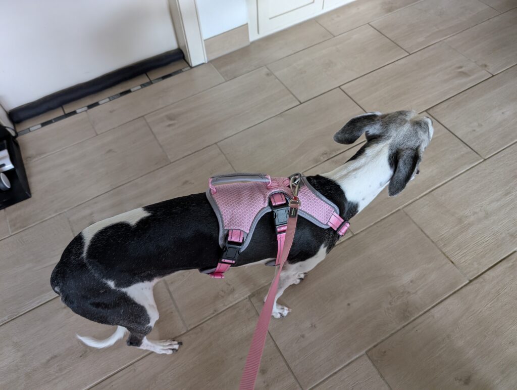 BELPRO Mehrzweck-Hundegeschirr am Hund 3