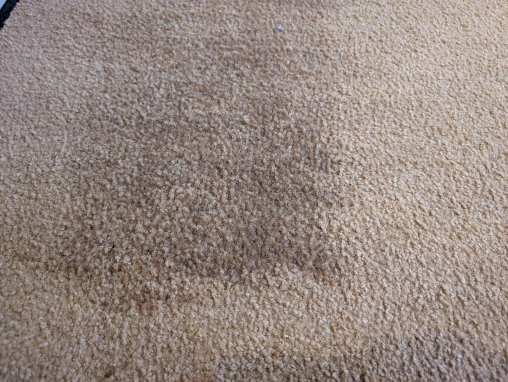 BISSELL Little Green Waschsauger Teppich befeuchtet