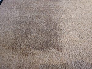 BISSELL Little Green Waschsauger Teppich befeuchtet