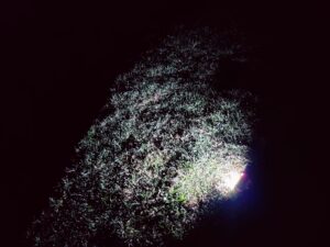 MAYTHANK F04 Taschenlampe Seitenlicht im Nacht-Test